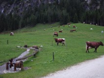 palfner_alm_55 